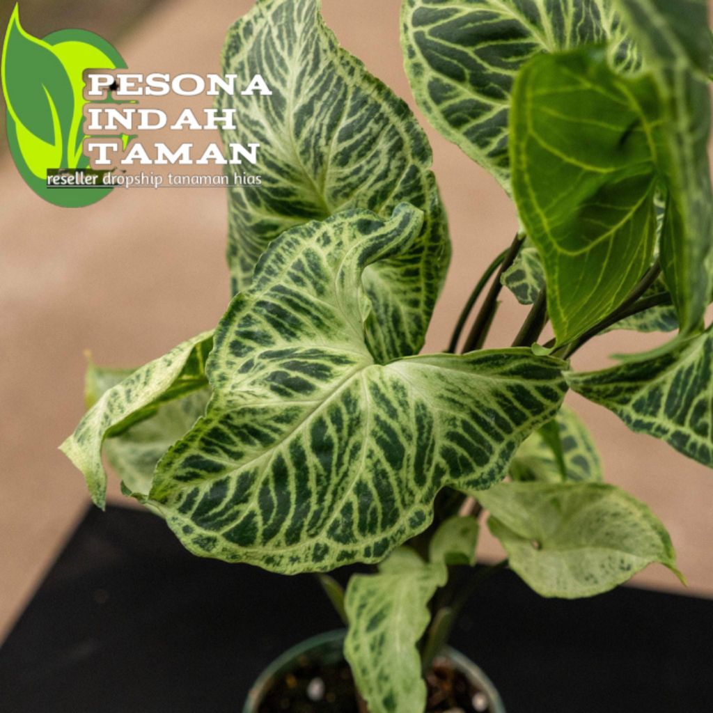 tanaman hias syngonium batik original