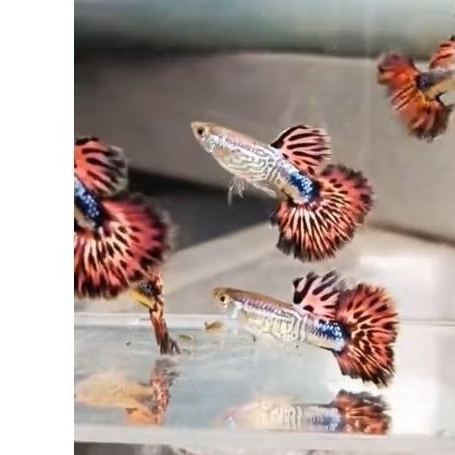 red ivory guppy