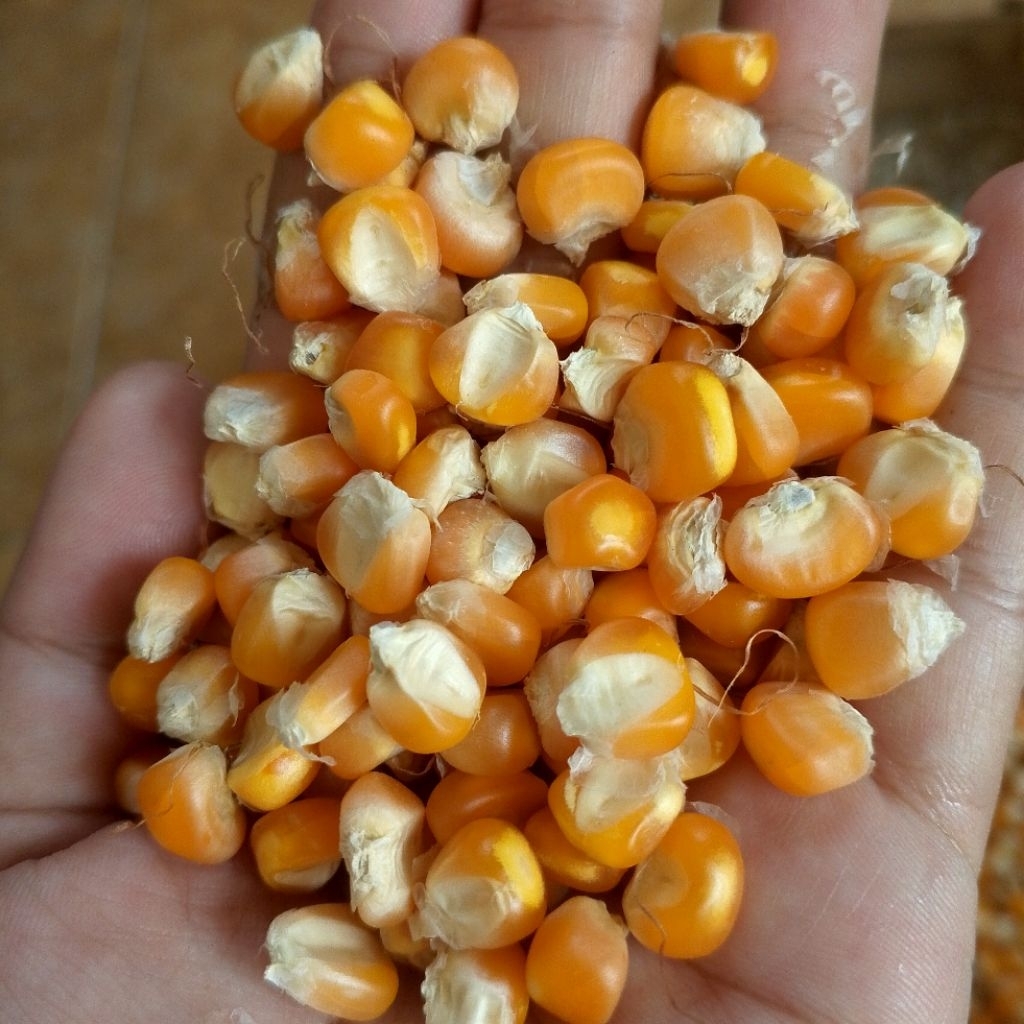 jagung pipil kering