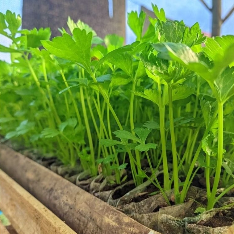 BIBIT SELEDRI SUPER (BUAT MASAK) / bibit seledri