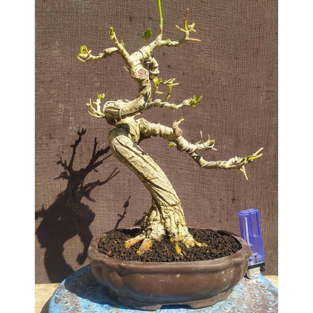 bonsai waru india program cakep realpict + pot keramik