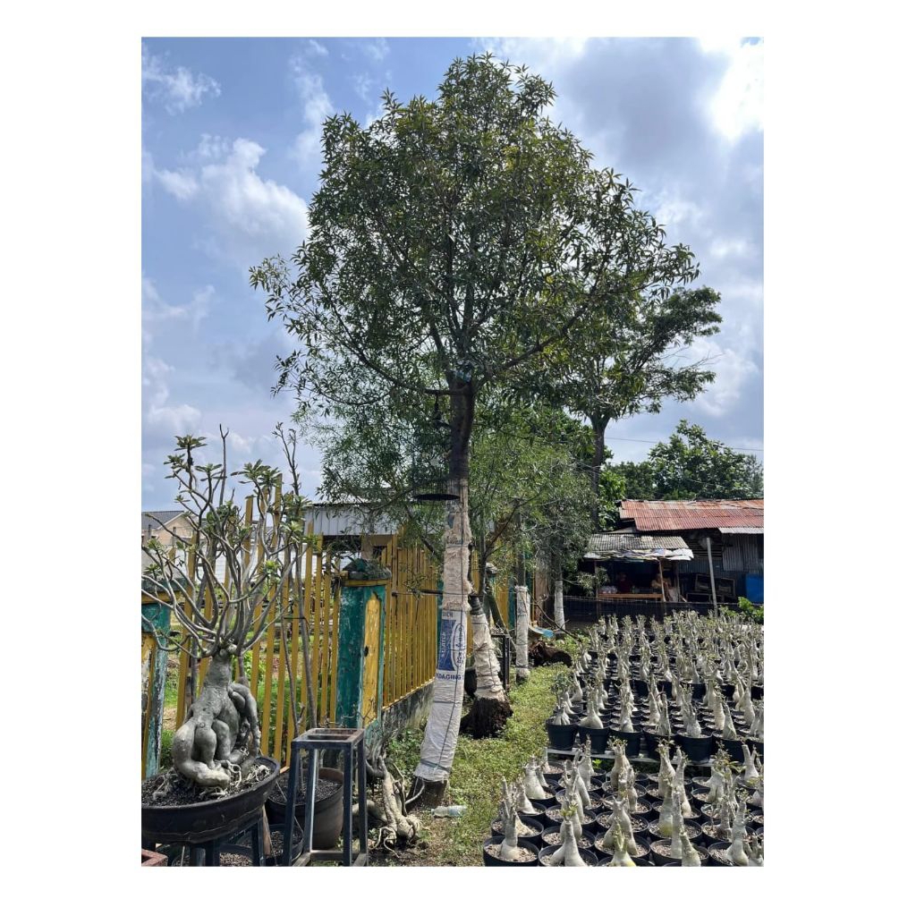 Tanaman Bottle Tree Lokal Tinggi 3 - 5 Meter Pohon Botol Tree Lokal High Quality