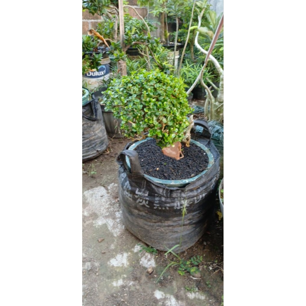 Bonsai Wacang sancang wahong