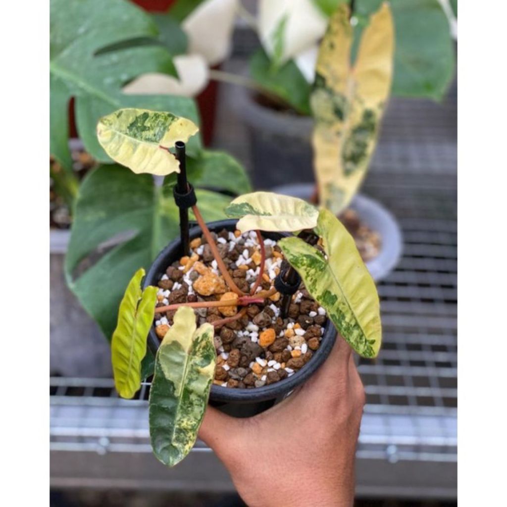 bibit batang philodendron billietiae  varigata/bibit philodendron varigaya