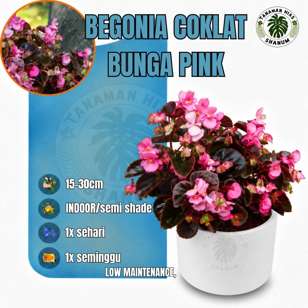 Begonia coklat bunga pink - begonia bunga - tanaman hias gantung begonia bunga - begonia bunga