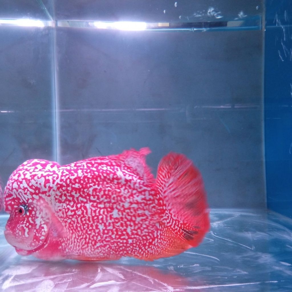Kamfa F2 Louhan Super Red Ori Thailand