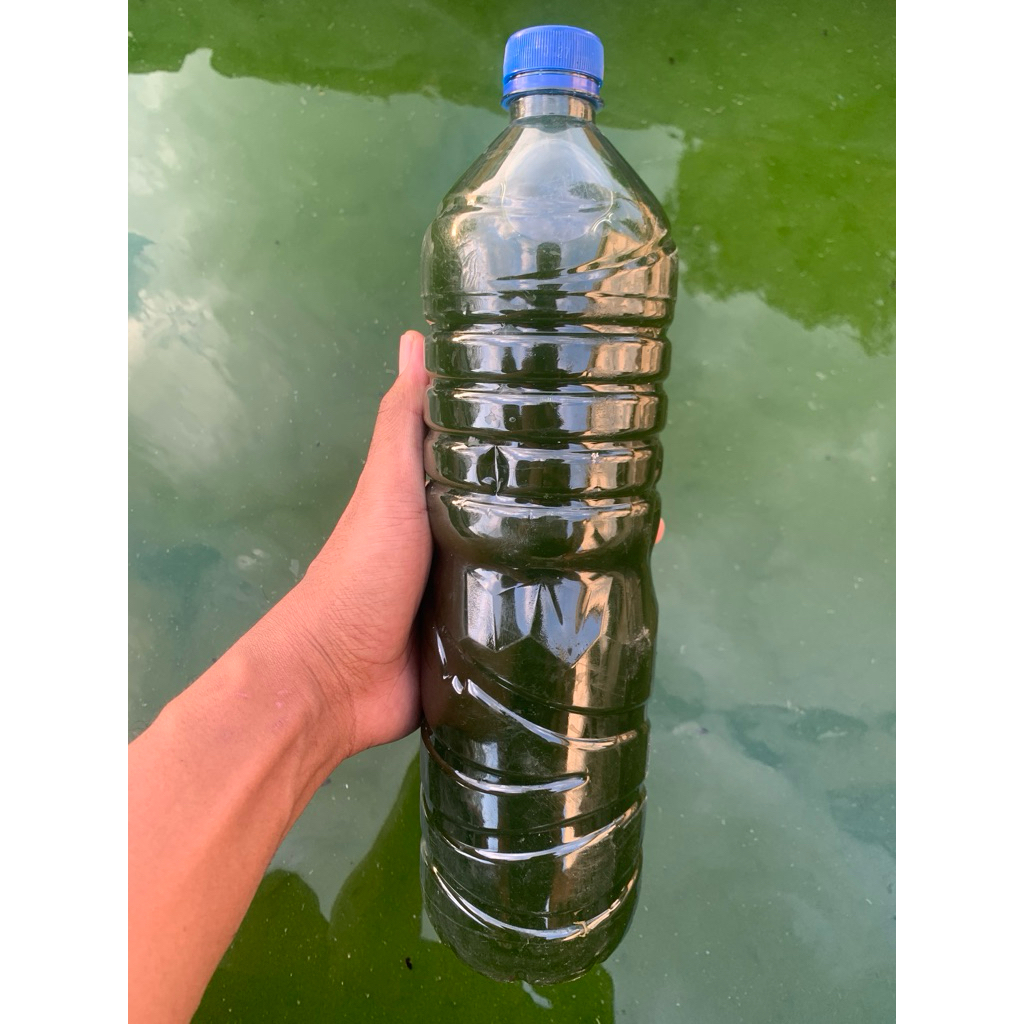 Chlorella 1,5 Liter / Green Water Chlorella/ Air Hijau Chlorella Terjangkau