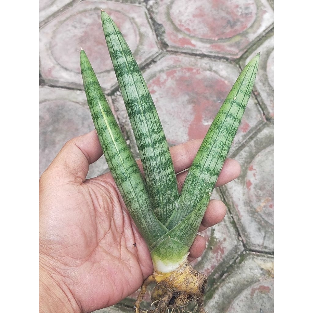 TANAMAN HIAS SANSEVIERIA BONCEL VARIGATA