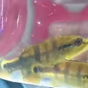PBASS AZUL UKURAN 10-12 CM PER EKOR