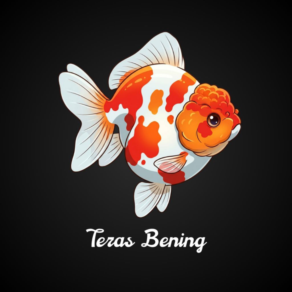 HIASAN KOKI ORANDA SHORT TAIL JAMBUL SIZE 12 - 14 CM