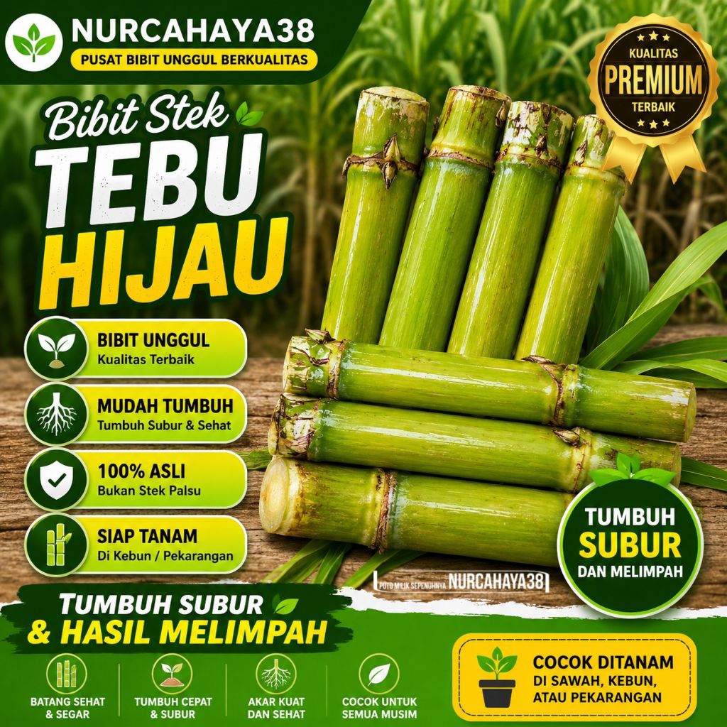 Tebu hijau | Bibit Stek tebu hijau | ukuran 27-40cm