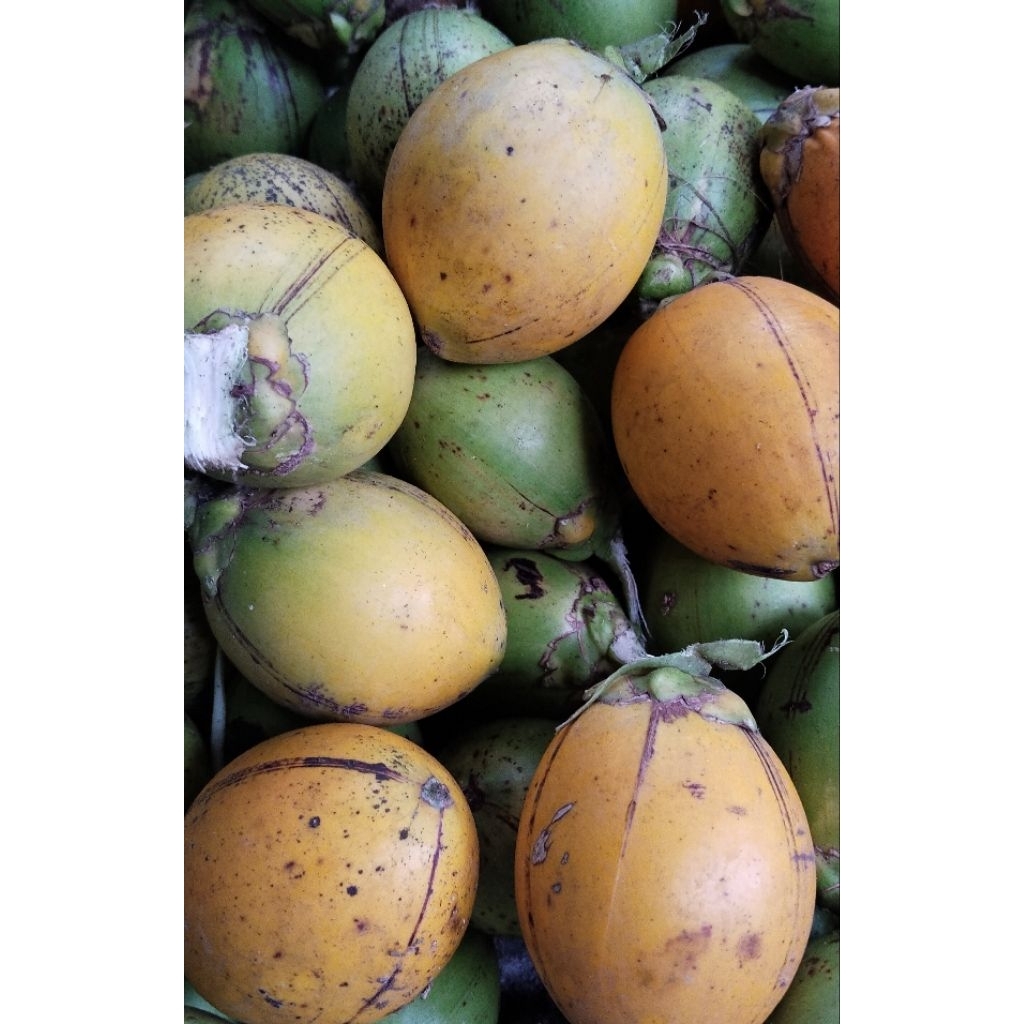JAMBE PANDAN WANGI TUA DAN MUDA Pinang super
