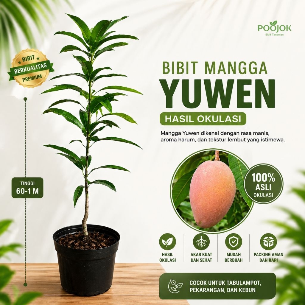 mangga yuwen seri 6 original valid hasil okulasi tanaman mangga yuwen seri 6 hasil okulasi cepat ber