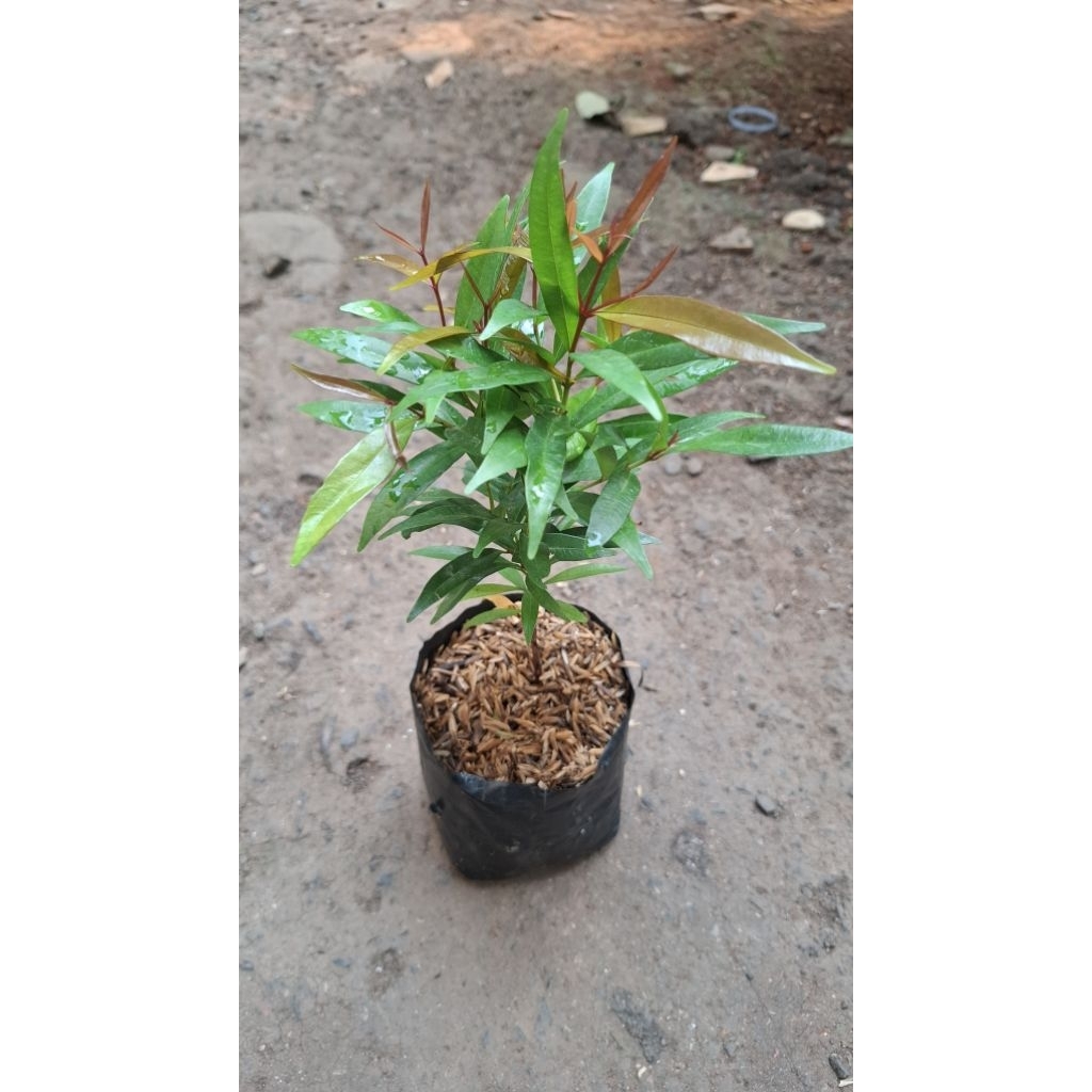 pohon tanaman pucuk merah kecil