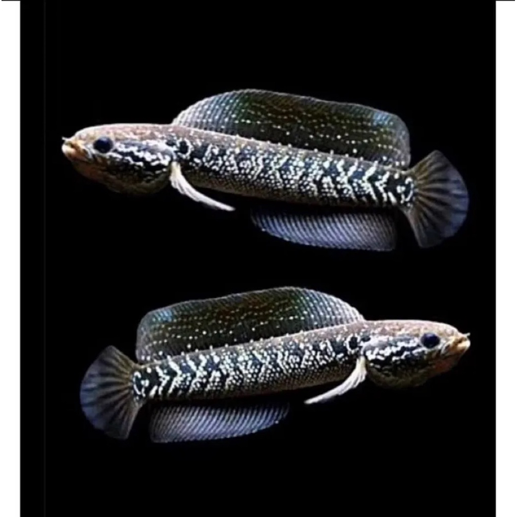 Gabus Chana Asiatica WS 6Cm-8Cm - Ikan Hias Galak dengan Mutiara