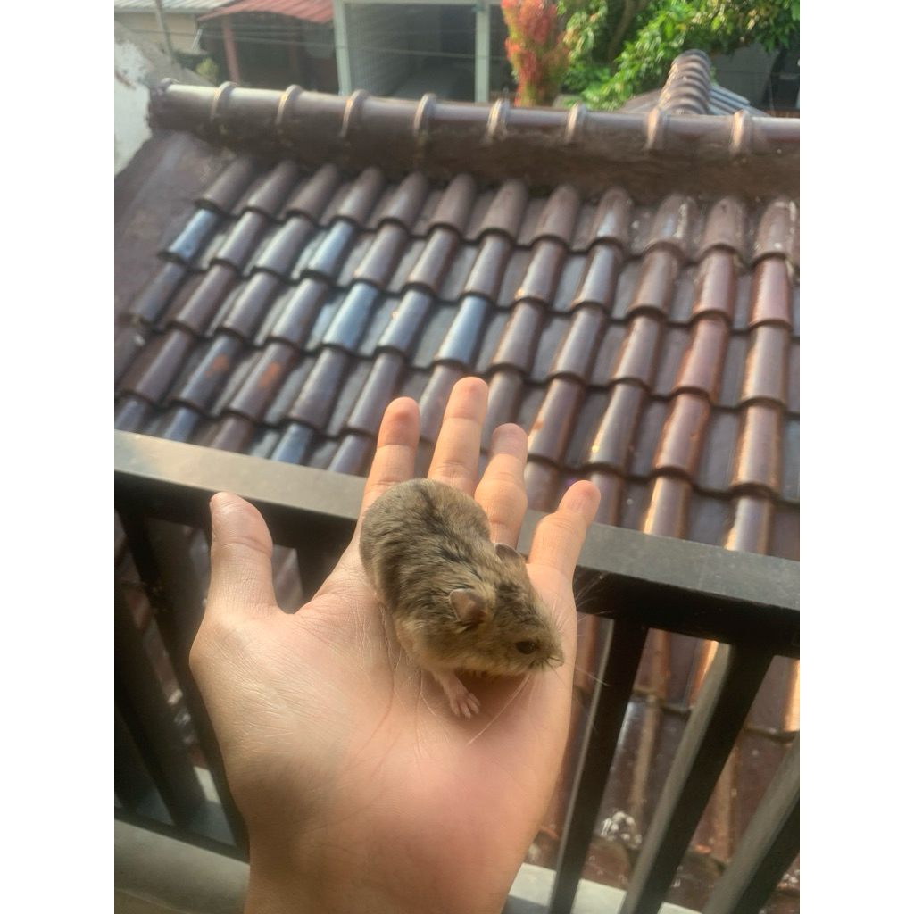 Hamster cambell umur 1 - 1,5 bulan ( agouti,albino,argente,pearl/mottled grey-white )