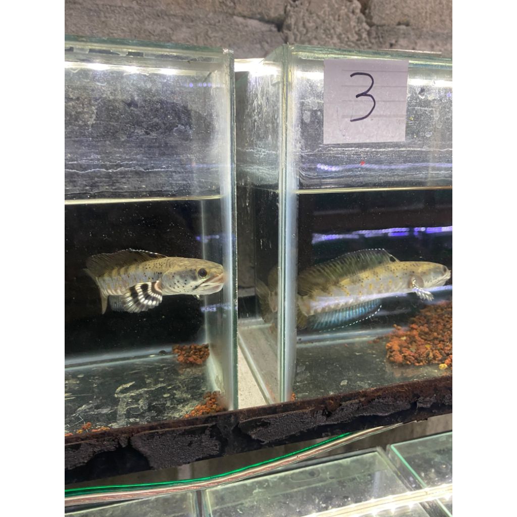 chana blue pulchra size 12-15cm
