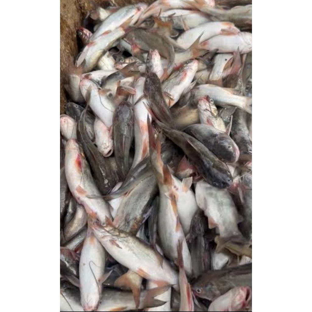 ikan keting kali fresh murah 450-500gr
