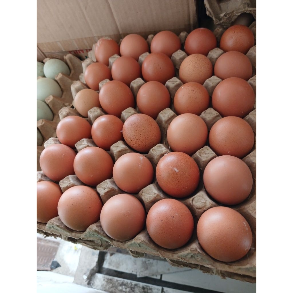 telor omega1kg