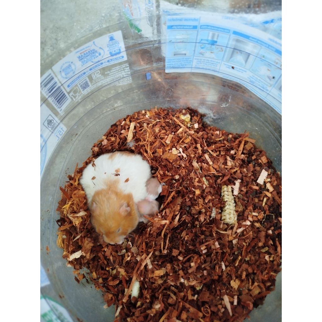 Indukan Hamster