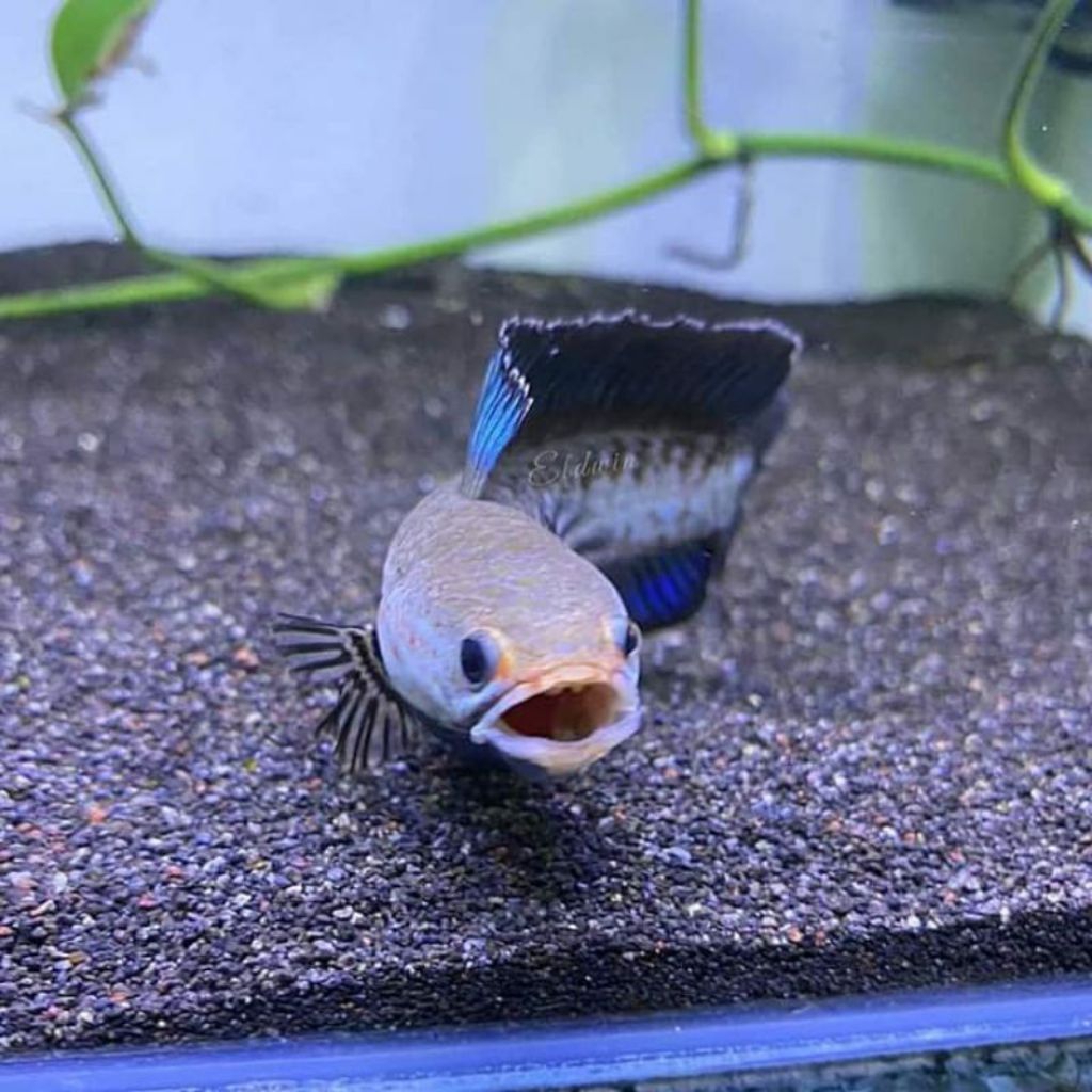 (C.O.D) Channa Blue Andrao berkualitas 7-8 cm Bergaransi Seluruh Indonesia Raya