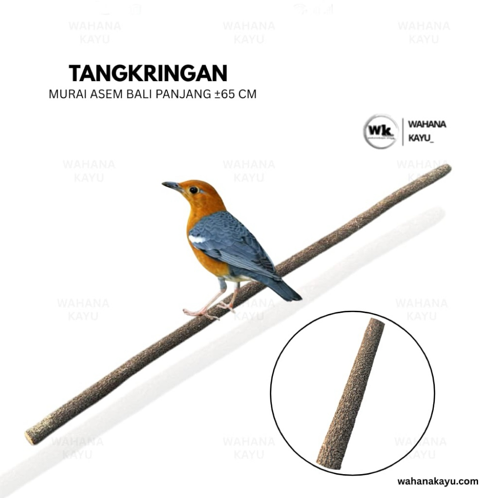 TANGKRINGAN MURAI ANIS ASEM BALI SUPER | TANGKRINGAN BURUNG ALAMI