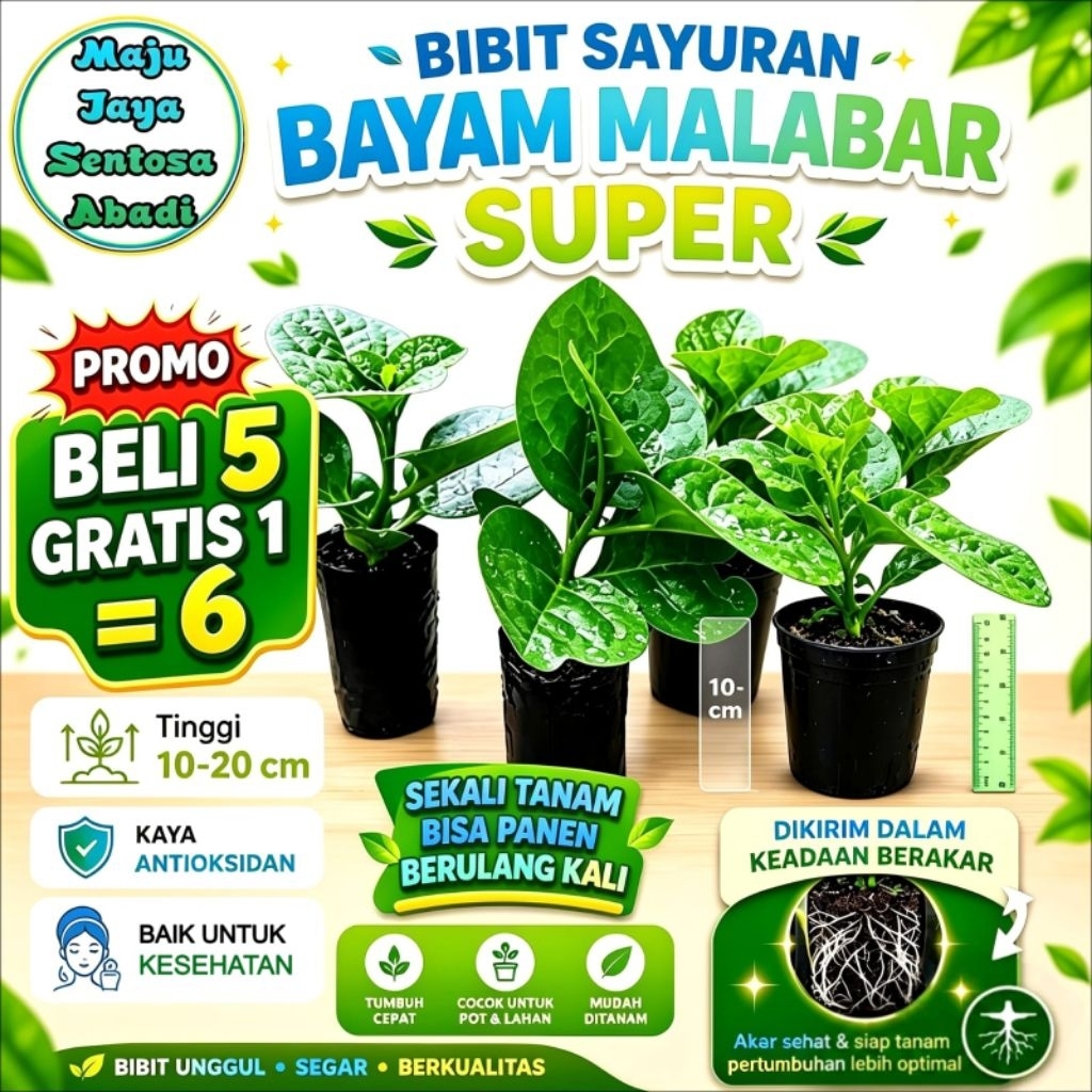 Bibit Benih Sayuran Bayam Malabar Hijau | Gendola | Basella Alba (Superior Seeds)