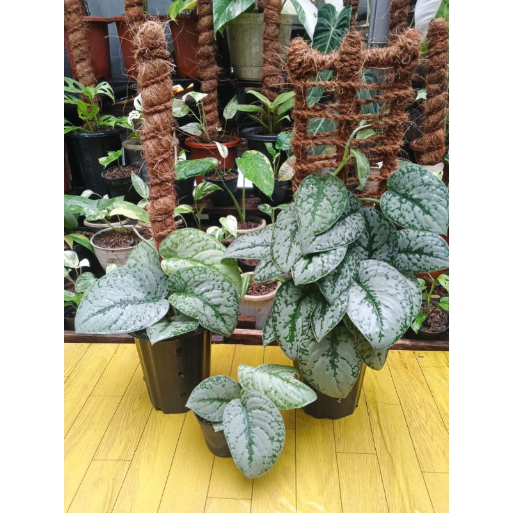 SCINDAPSUS PICTUS SILVER / TANAMAN HIAS