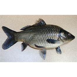 Ikan Mas Segar