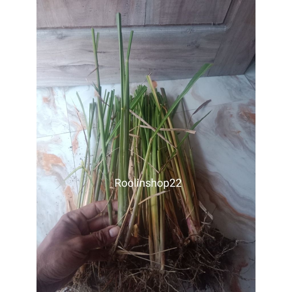 bibit rumput super mombaca f1