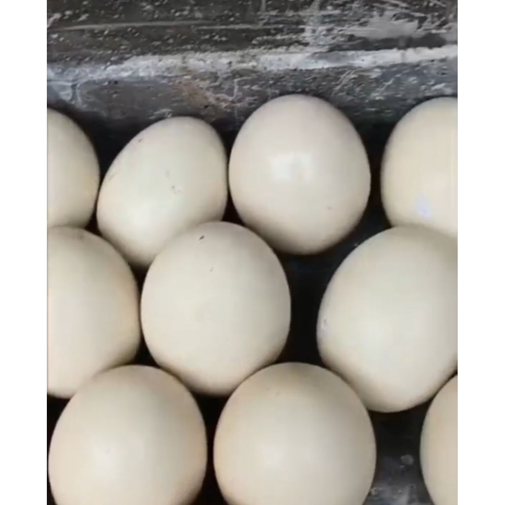 Fresh telur burung unta