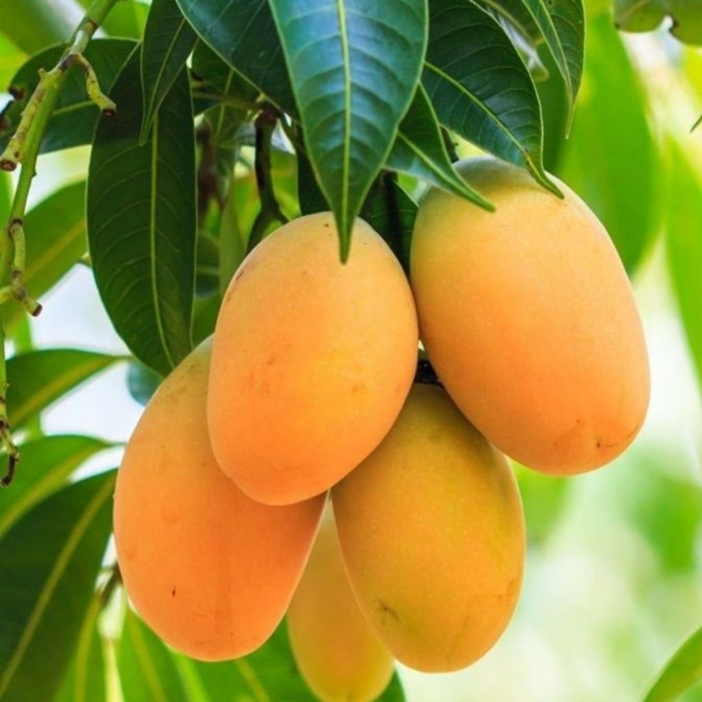 Bibit Mangga Podang Gunung Okulasi Cepat Berbuah