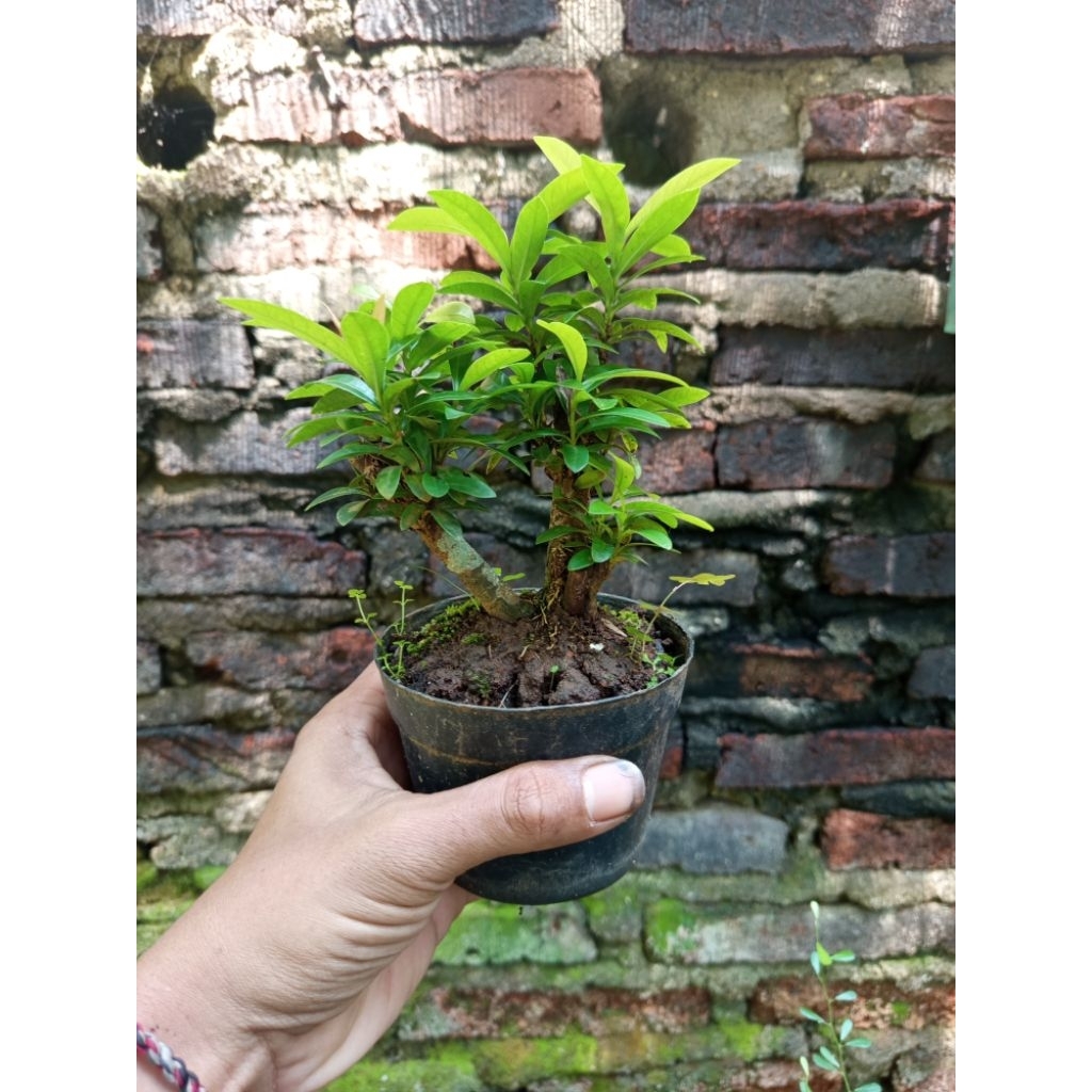 Bonsai bunga asoka mikro mame bogel rimbun
