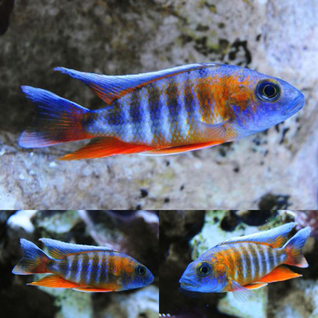 Eureka Cichlid