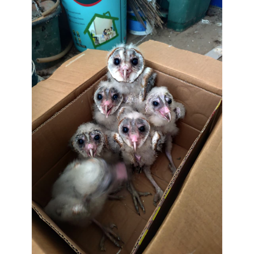 anakan tyto alba  atau bisa di sebut barn owl