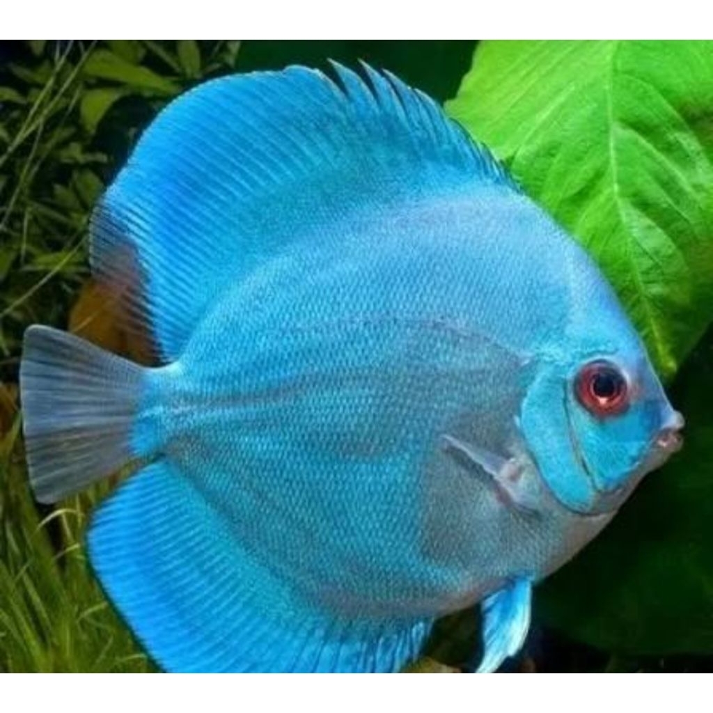 ikan hias discus blue diamond 3"