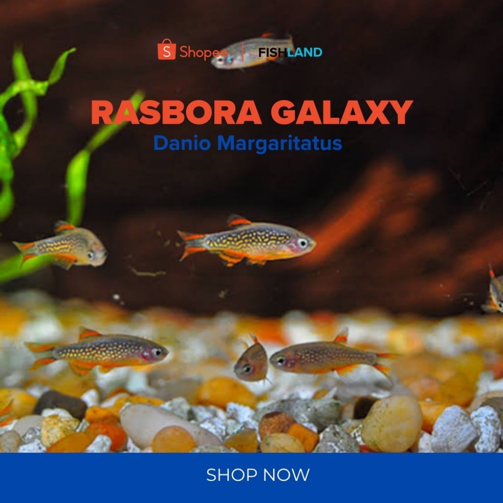 Rasbora Galaxy Rasbora Harlequin Aquascape Berkualitas