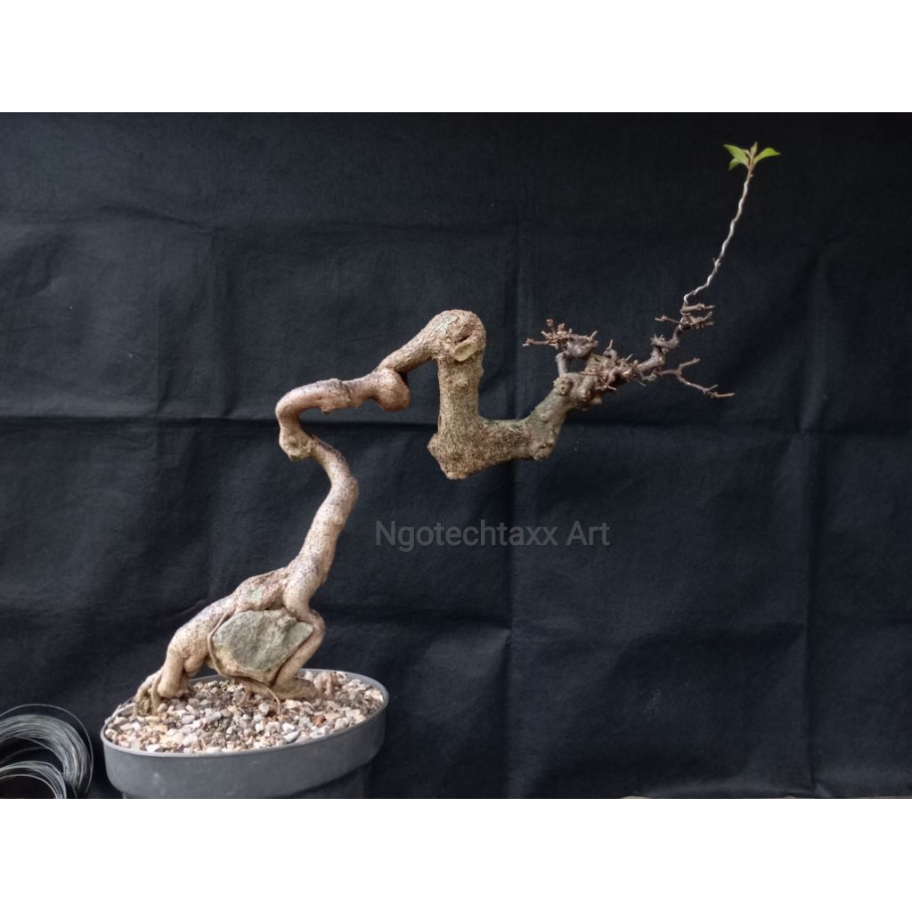 Bonsai Pusaka - REAL PICT