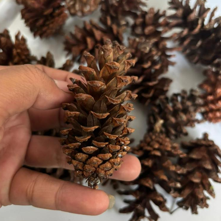 Biji Pinus l Bunga Pinus Mekar l Alas Seserahan 1kg