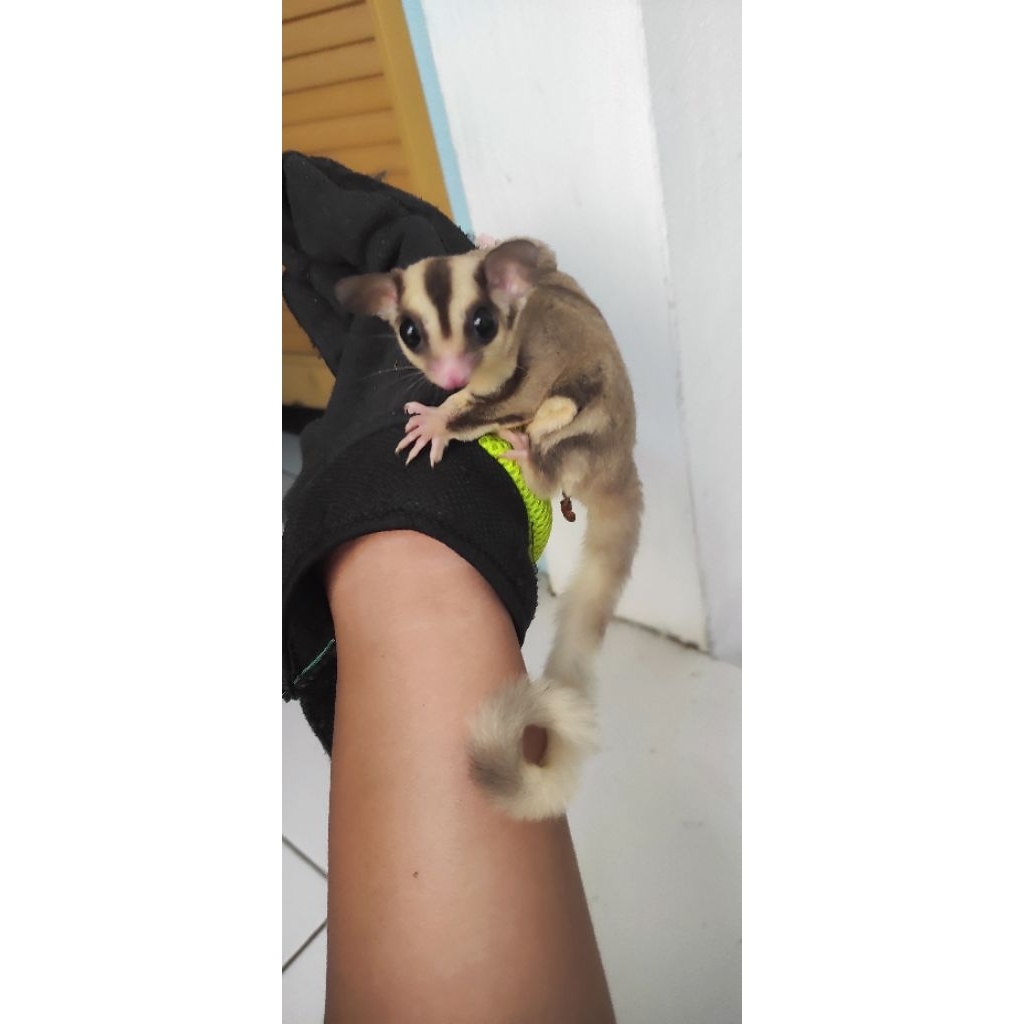 paket breeding sugar glider sepasang