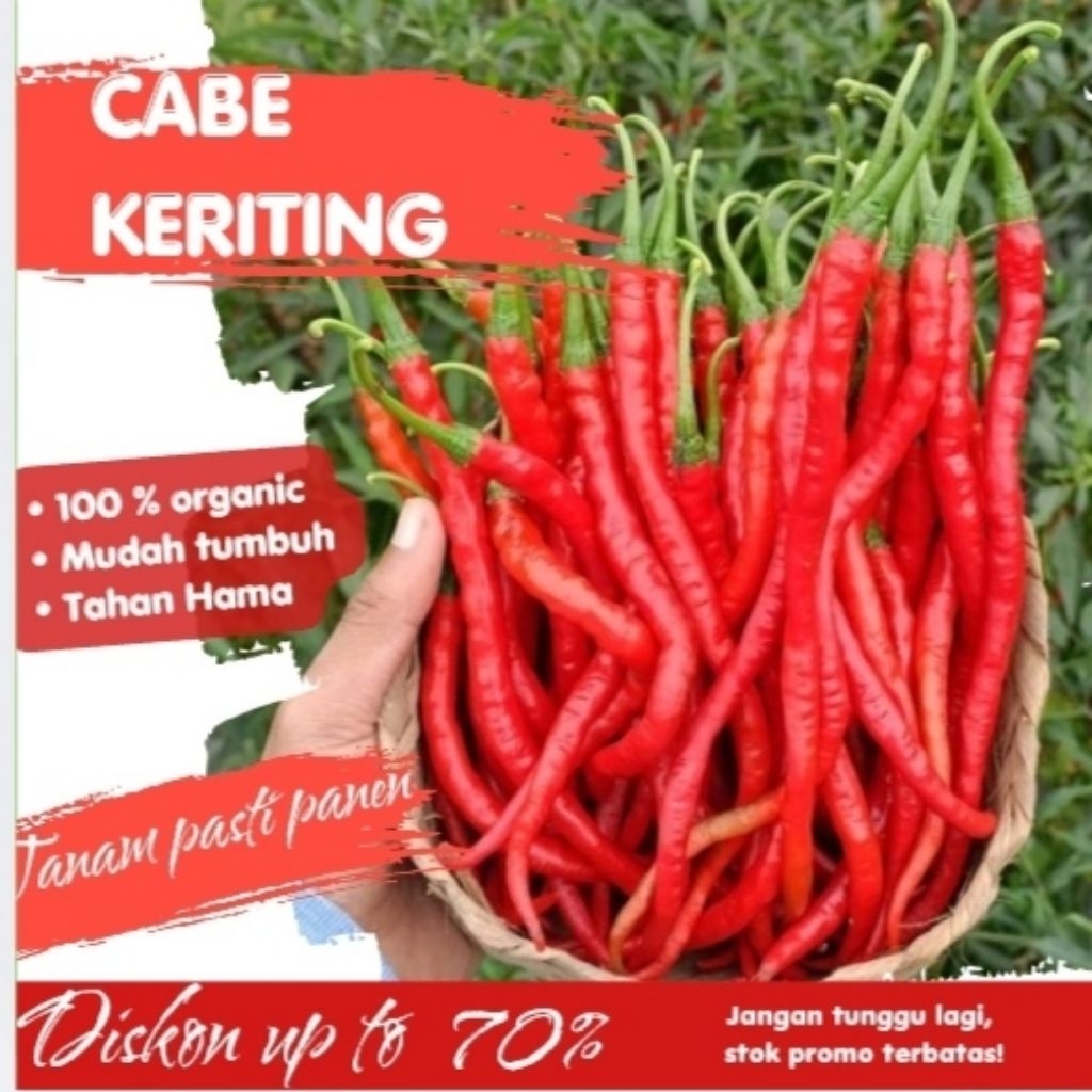 Benih Cabe Keriting F1 Hibrida
