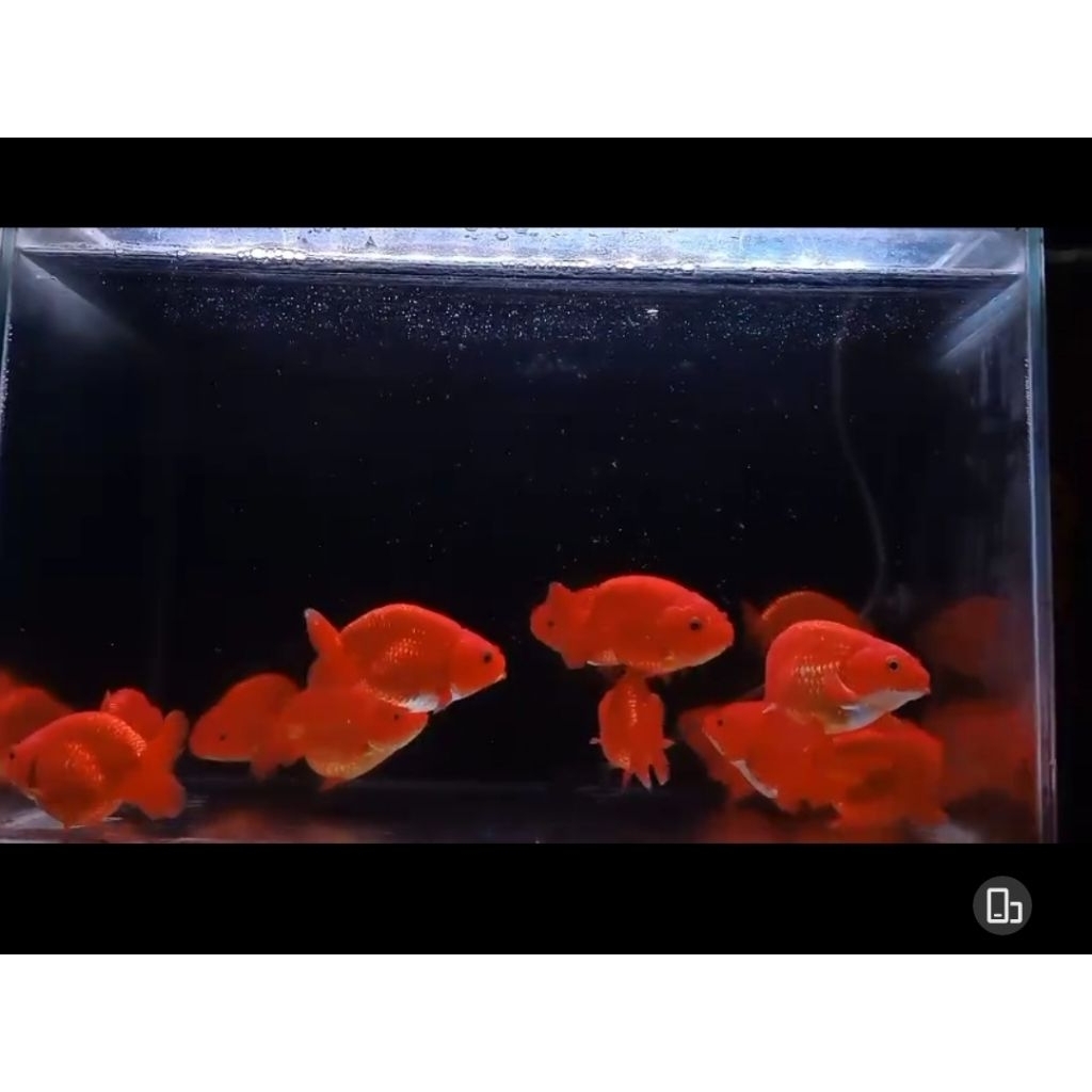 Ikan Koki Ranchu