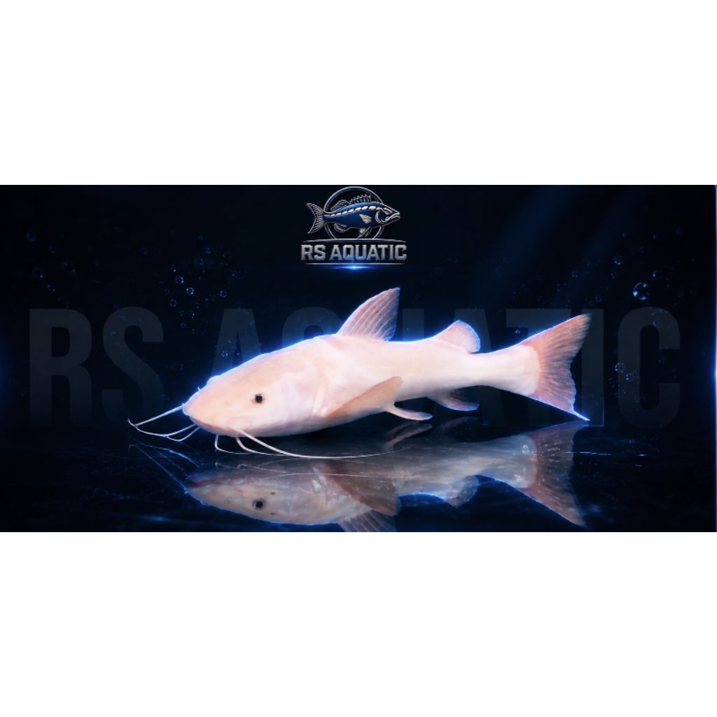 Red Tail Catfish/ RTC PHANTOM 36-40cm±