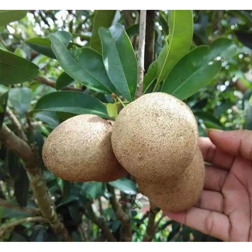 sawo mentimun