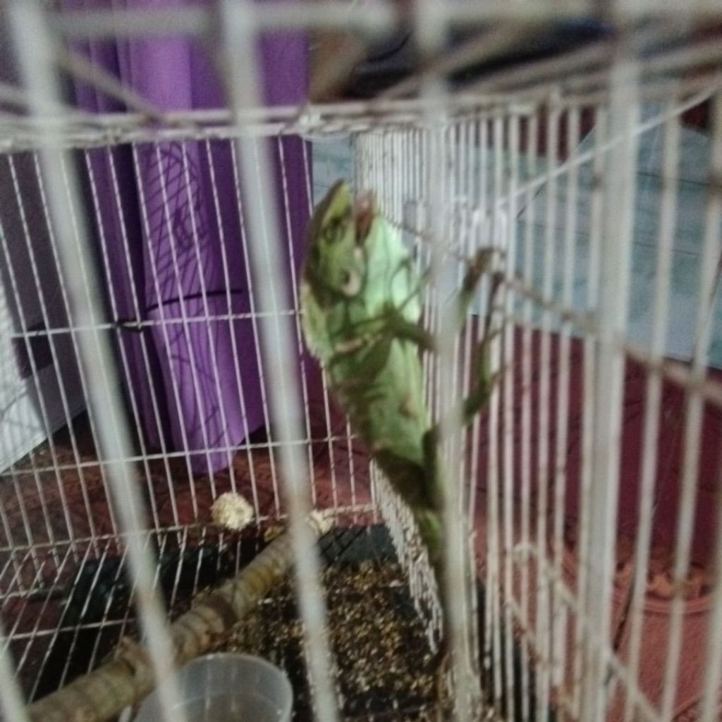 Bunglon Surai