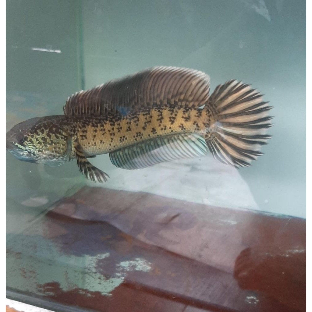 Auranti jumbo Display 33 cm chana Auranti cb Pulosari