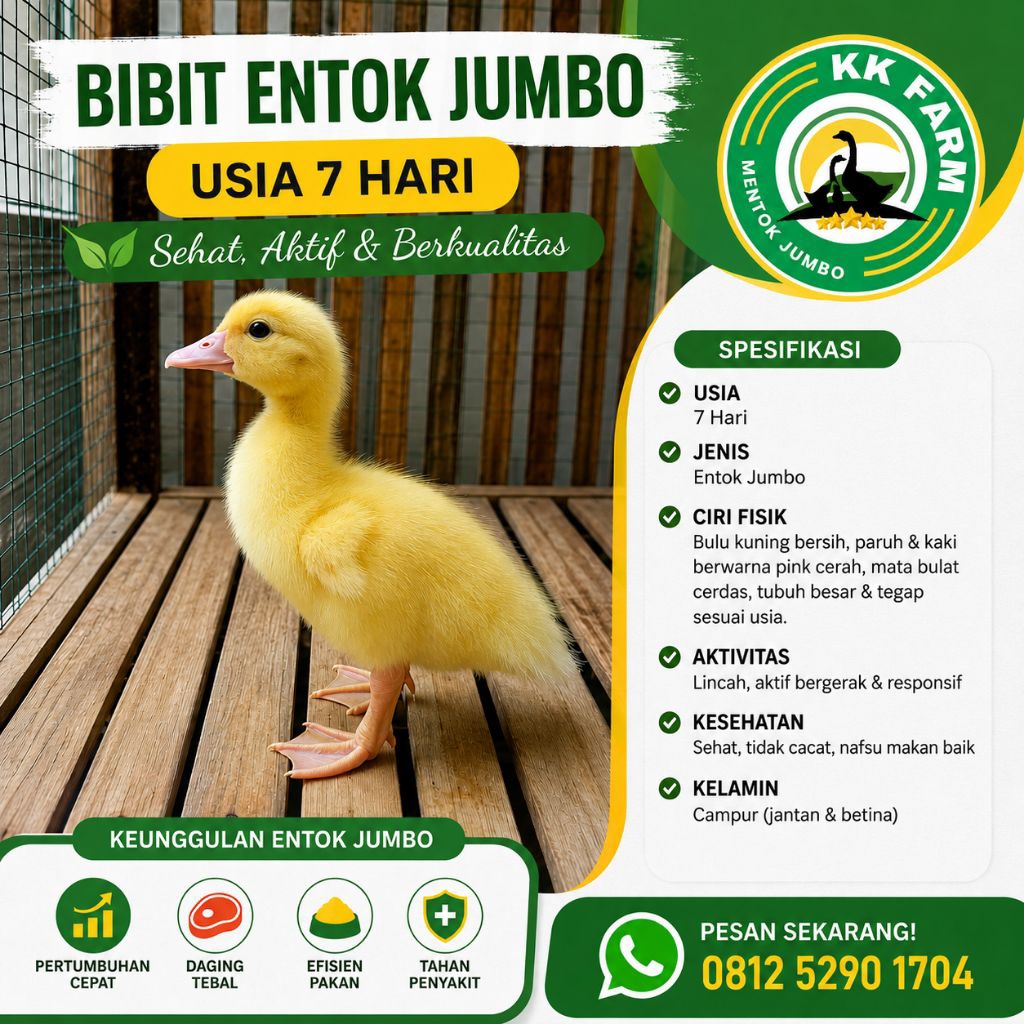 DOE Entok Jumbo / Anakan Entok Jumbo / Bibit Entok Jumbo Usia 1 Minggu (7 Hari)