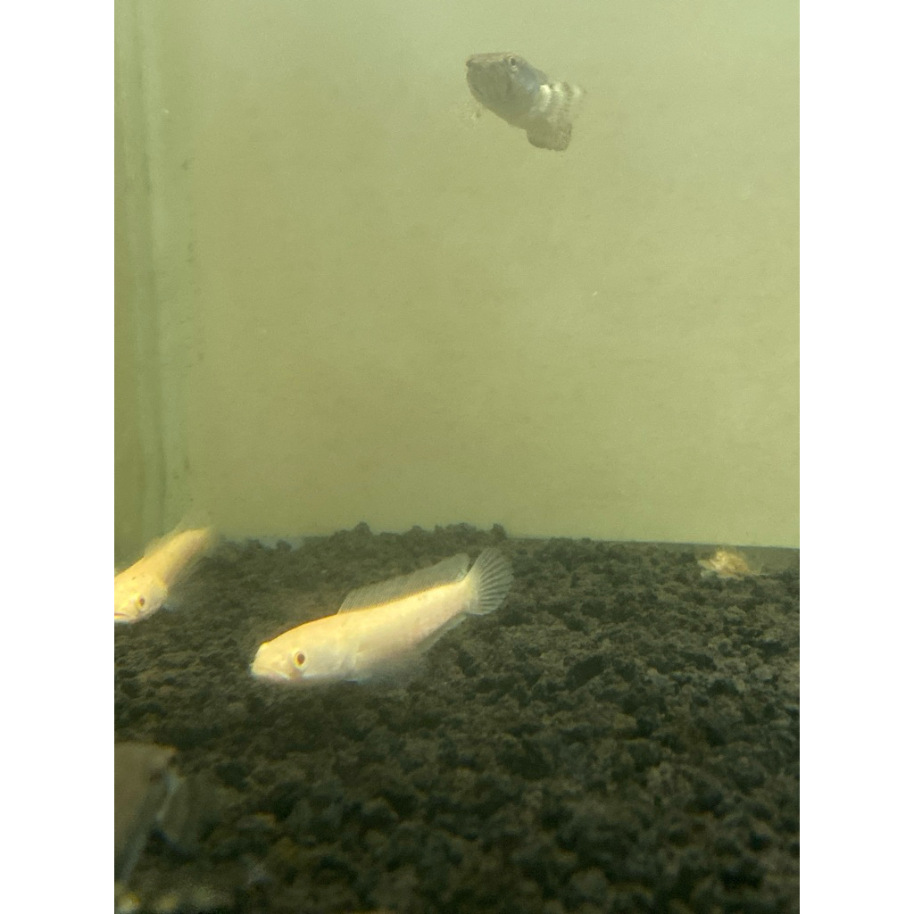 hiasan striata albino 8cm