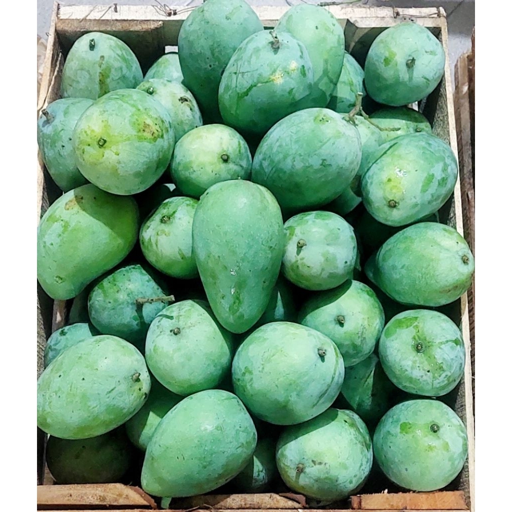 MANGGA GADUNG 1 KG
