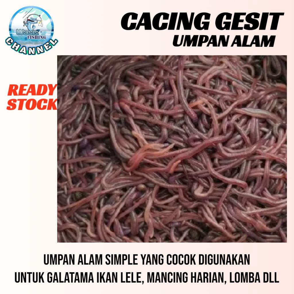 UMPAN CACING GESIT